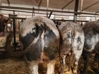 Sığır (parti, cinsiyet belirtilmedi), Simmental cattle — foto 3