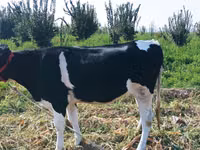 பசு, Russian Black pied cattle — புகைப்படம் 4