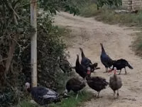 Turkeys — foto 5