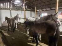 Égua, Cavalos — foto 1