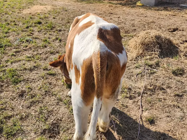 Бұқа, Simmental cattle