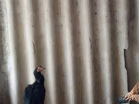 Chickens — Foto 2