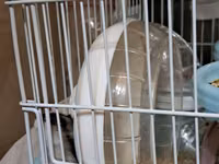 Hamster üçün tam dəst qəfəs - Rəng: açıq mavi altlıq, ağ barmaqlıq - — zdjęcie 2