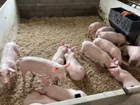 Porcs (lot, sexe non indiqué) — photo 3