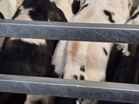 Toro, Russian Black pied cattle — foto 6