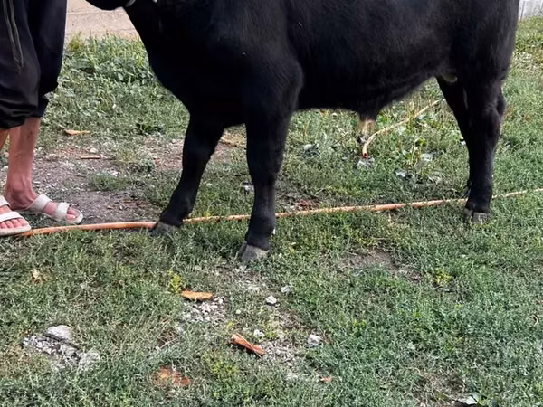 Touro, Aberdeen-Angus