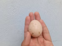 Australorp — foto 8