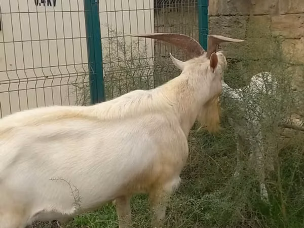 Cabras (lote, sexo não especificado), Cabras
