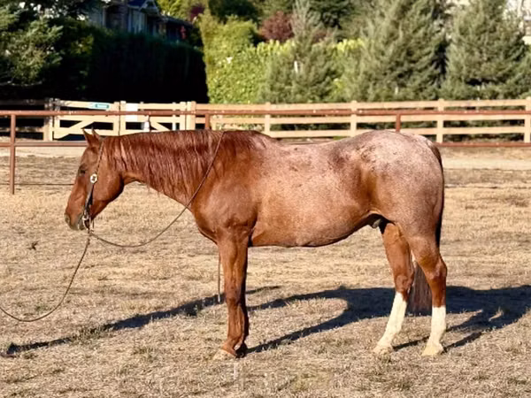 حصان, Quarter Horse