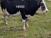 பசு, Russian Black pied cattle — புகைப்படம் 1