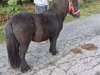 Cavalo, Cavalos — foto 4