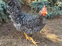 Chickens — zdjęcie 3