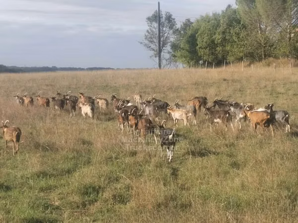 Kozy (partia, płeć nieokreślona), Kozy