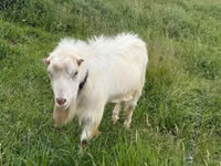 Cabro, LaMancha goats — foto 1