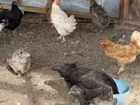 Chickens — foto 5