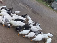 Ducks — फ़ोटो 2