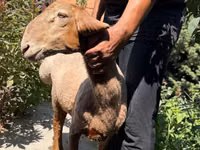 雌羊, Jaidara sheep — 写真 1