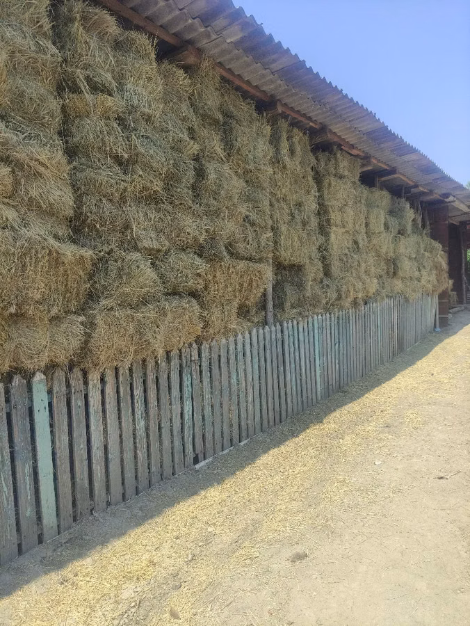 Продам сено