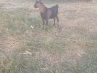 ஆண் வெள்ளாடு, வெள்ளாடுகள் — புகைப்படம் 1