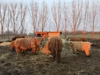 Krowa, Highland — zdjęcie 4