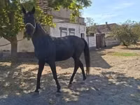 Koń, Hungarian horse breed — zdjęcie 1
