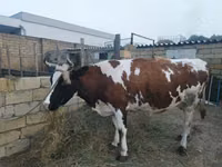 ძროხა, Simmental cattle — ფოტო 2