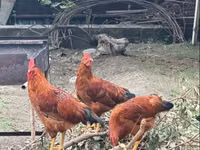 Chickens — foto 4