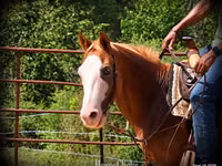 Aygır, American paint horse — foto 8