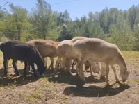 Baran, Afghan Arabi sheep — zdjęcie 4