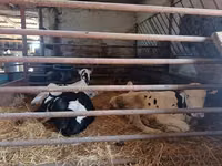 Býk, Russian Black pied cattle — foto 2