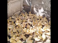 Německý pekin — foto 2