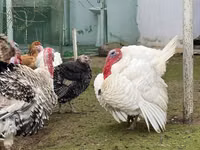 Australorp — foto 7