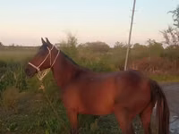 Jument, Karabakh horse — photo 4