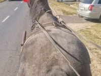 Caballo, Caballos — foto 3