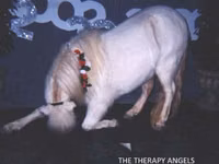 Cavalo, Miniature horse — foto 8