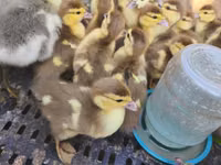 Ducks — zdjęcie 2