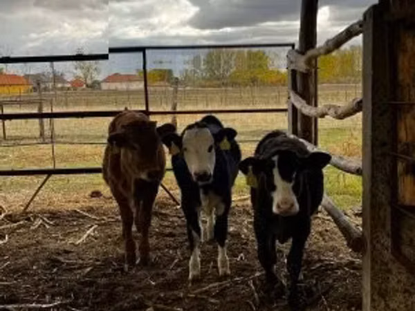 牛只（批次，未指定性别）, Limousin cow