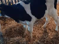सांड, Russian Black pied cattle — फ़ोटो 6