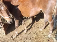 فرس, French Trotter — الصورة 1