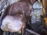 ஆண் ஆடு, Hissar sheep — புகைப்படம் 5