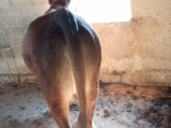 பெண் குதிரை, குதிரைகள்