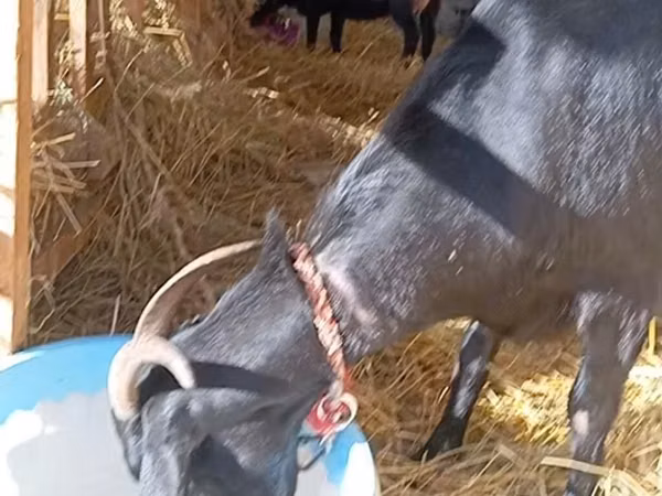Chèvre, Saanen goat