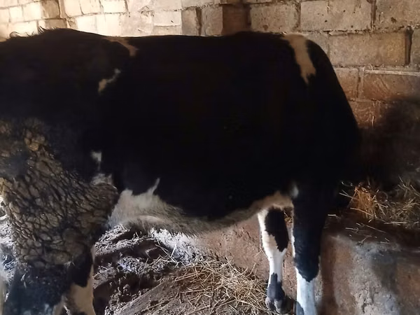 பசு, காட்டுப் பன்றி