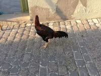 Chickens — zdjęcie 4
