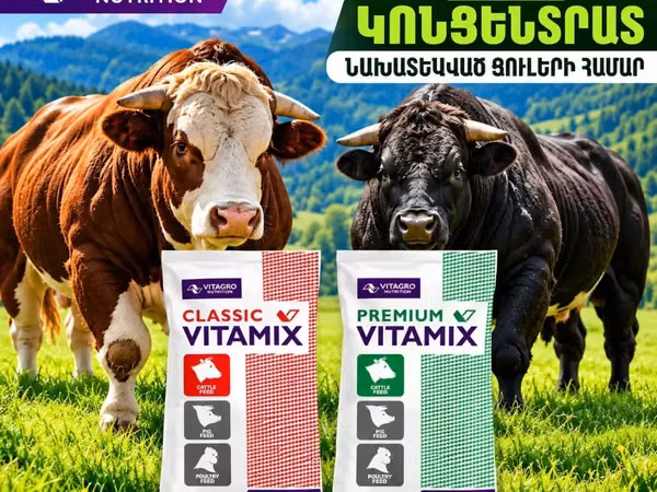 Կոնցենտրատ ցուլերի համար