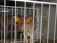 Bulle, Russian Black pied cattle — Foto 8