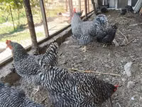 Chickens — foto 5