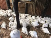 Gallinas Shamo — foto 2