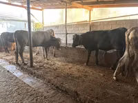 Cow, Swiss cattle — photo 5