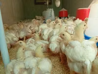 Chickens — photo 1